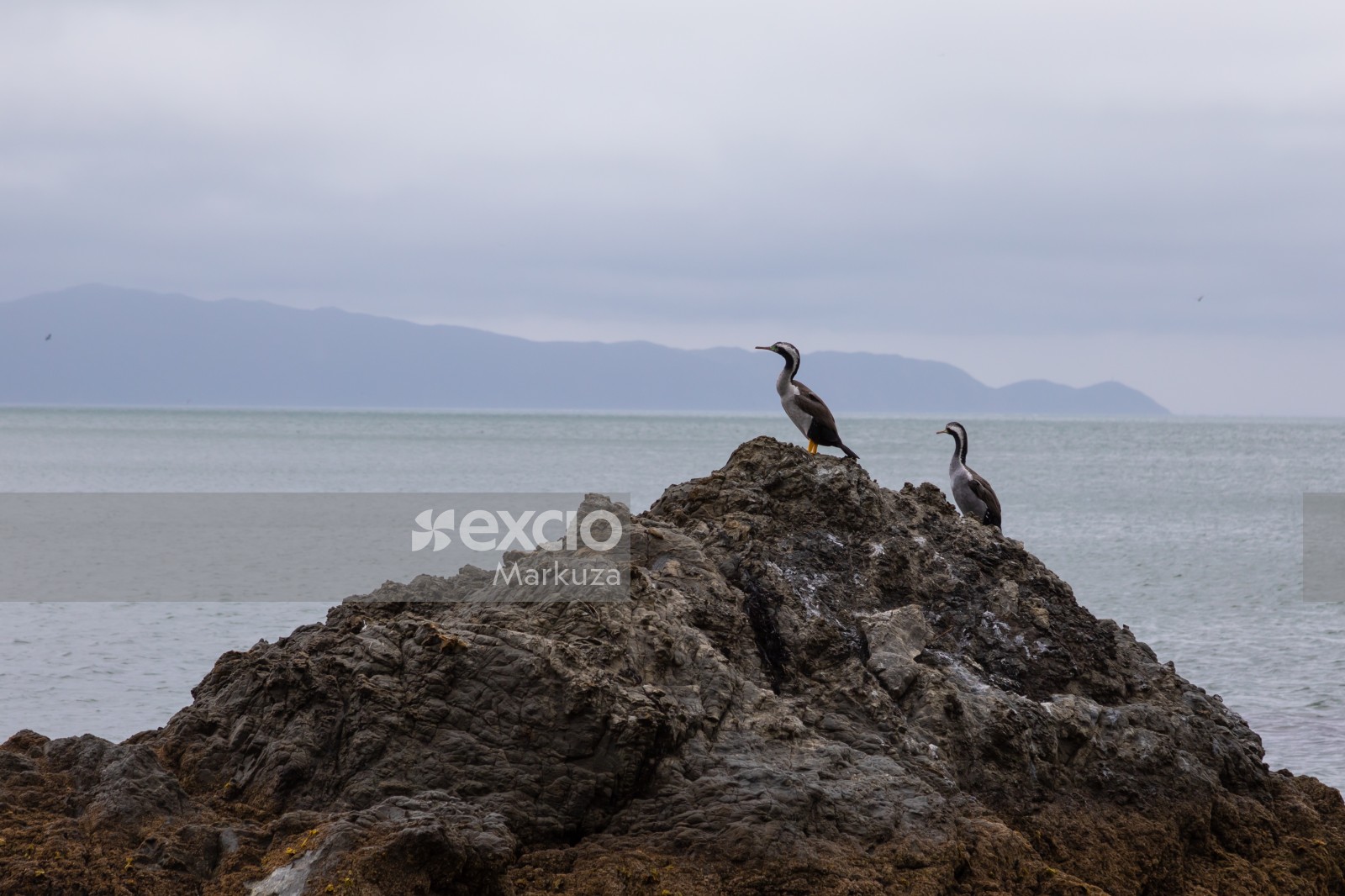 Pied shags on the rock