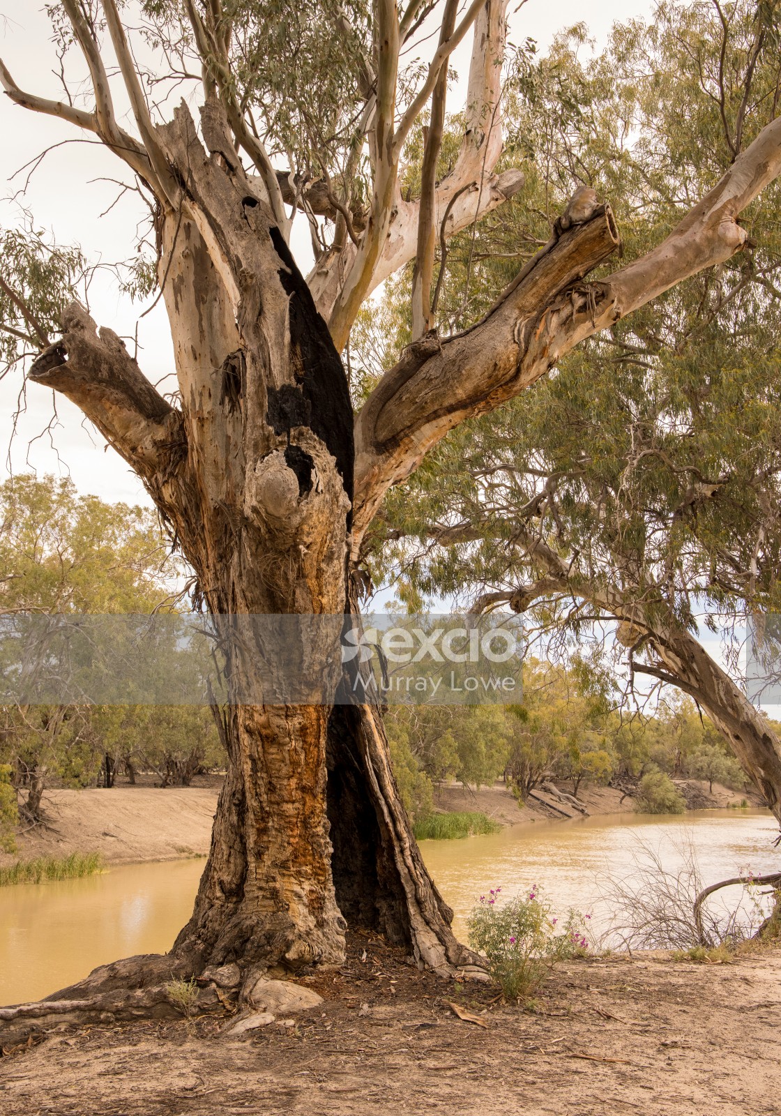 Darling River Tree