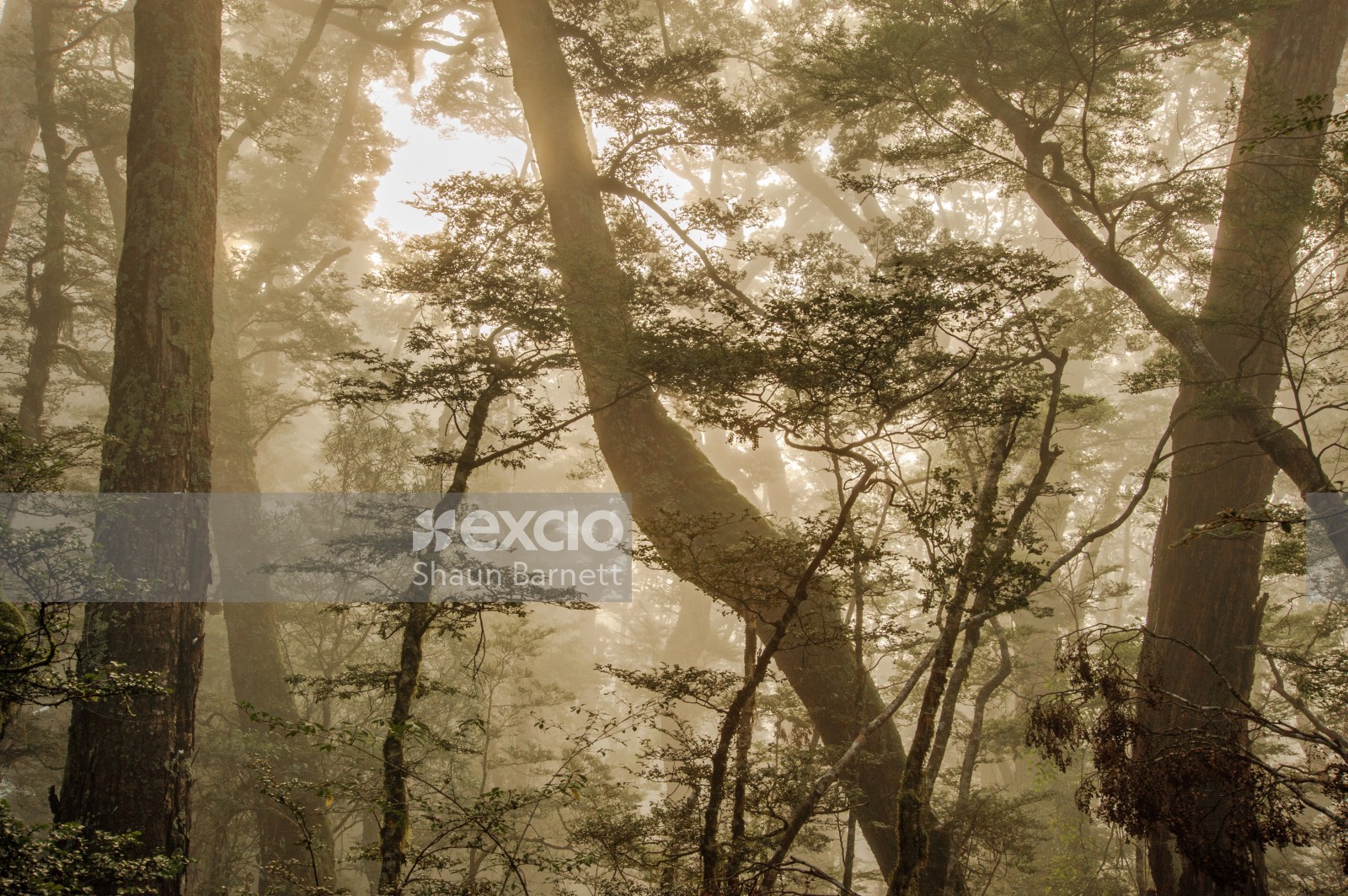 Mist in beech forest, Kepler