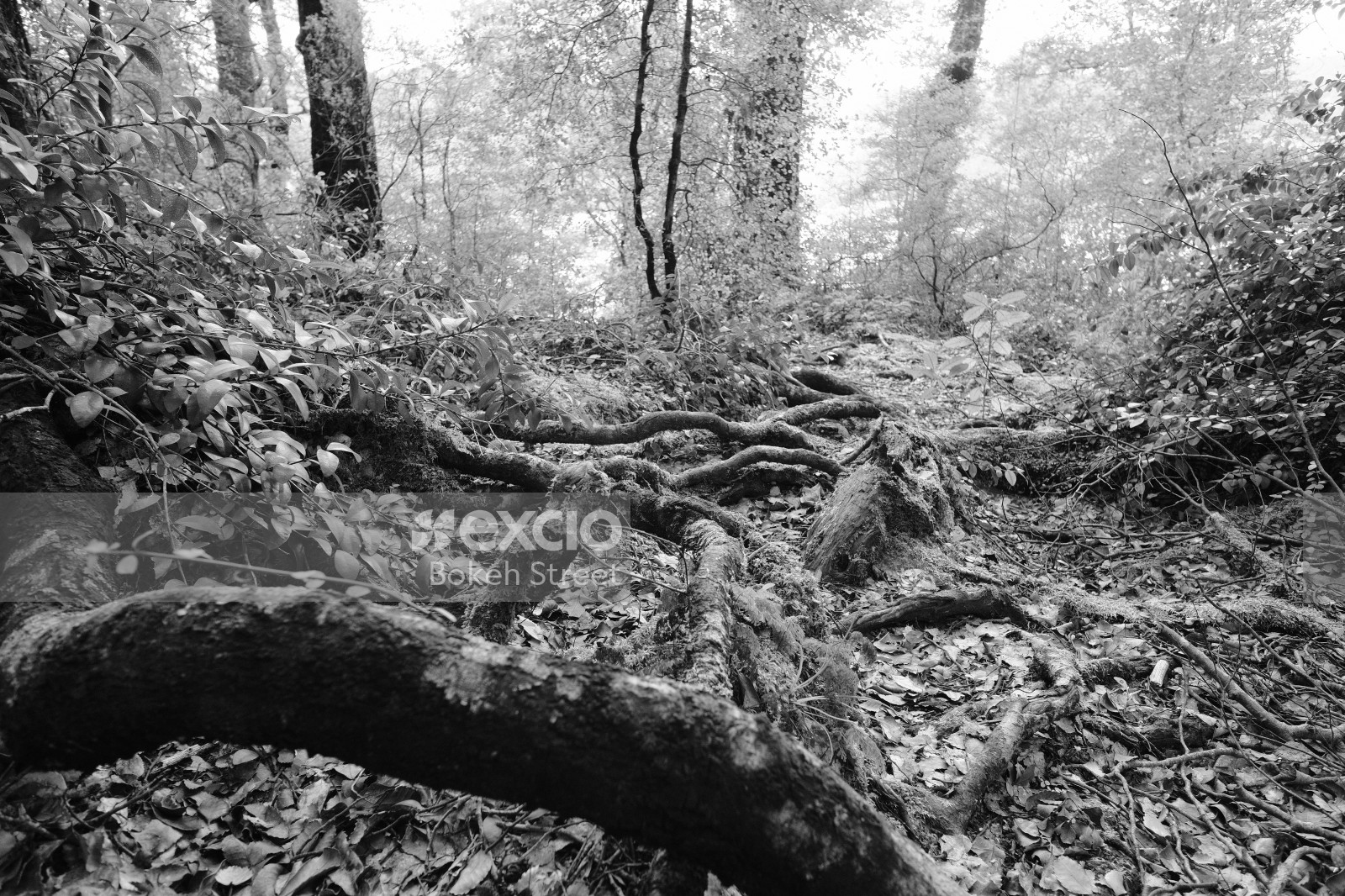 Tree roots and leaves monochrome