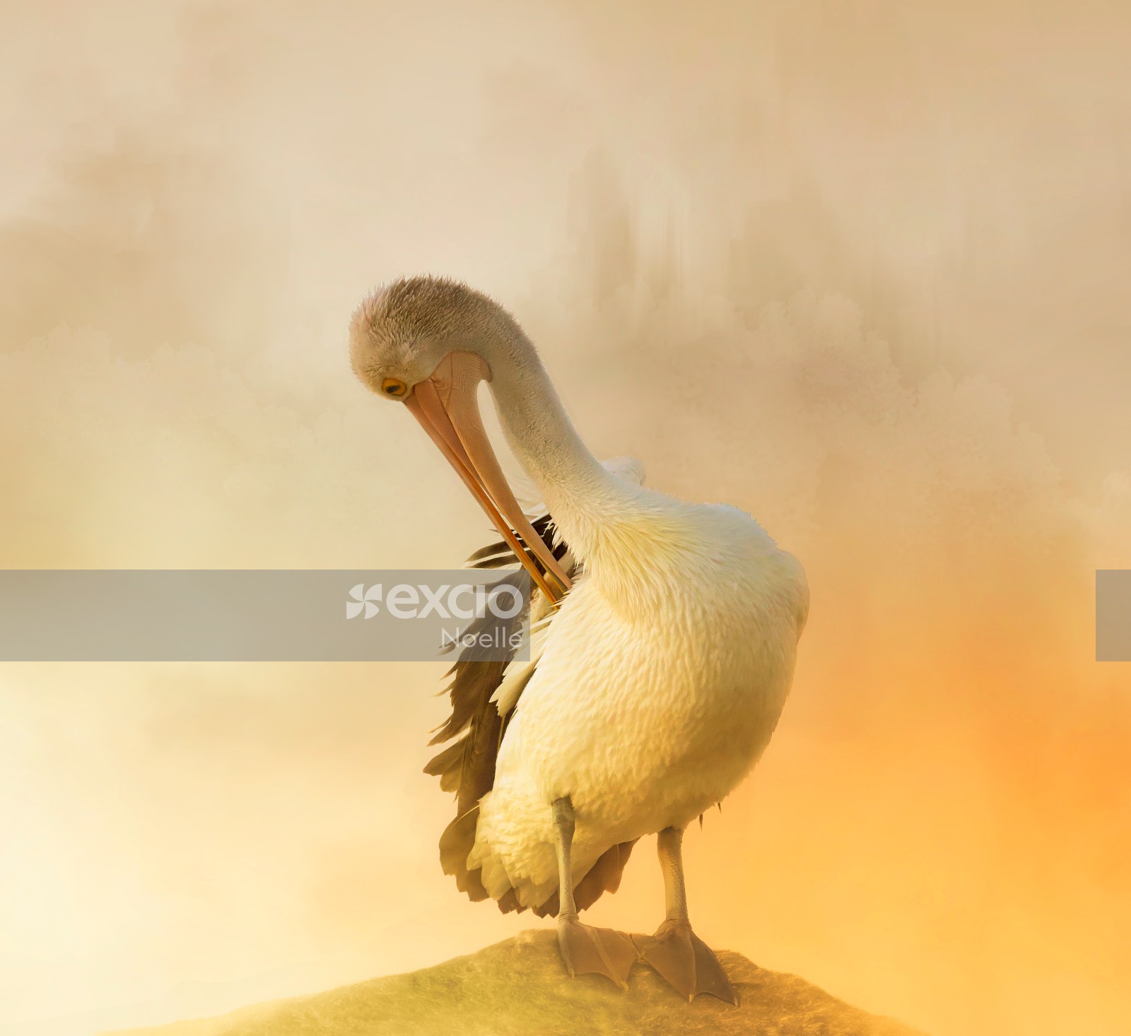 A wonderful bird is a pelican...