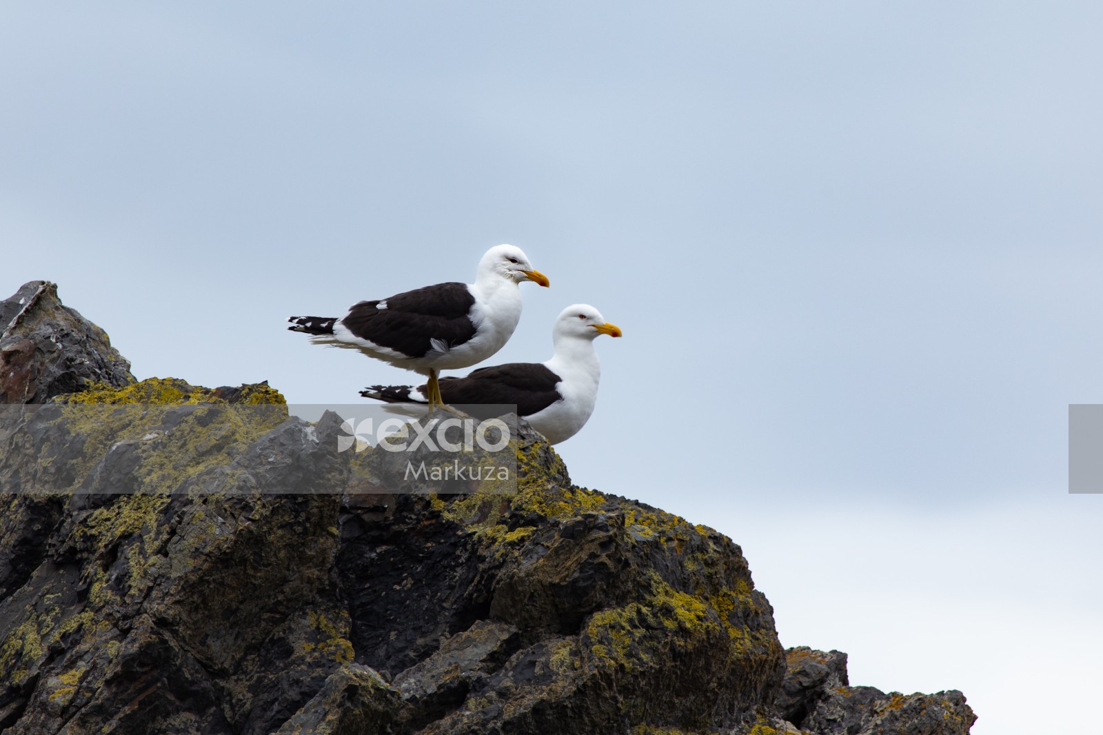 Seagulls scouting on algae covered rocks