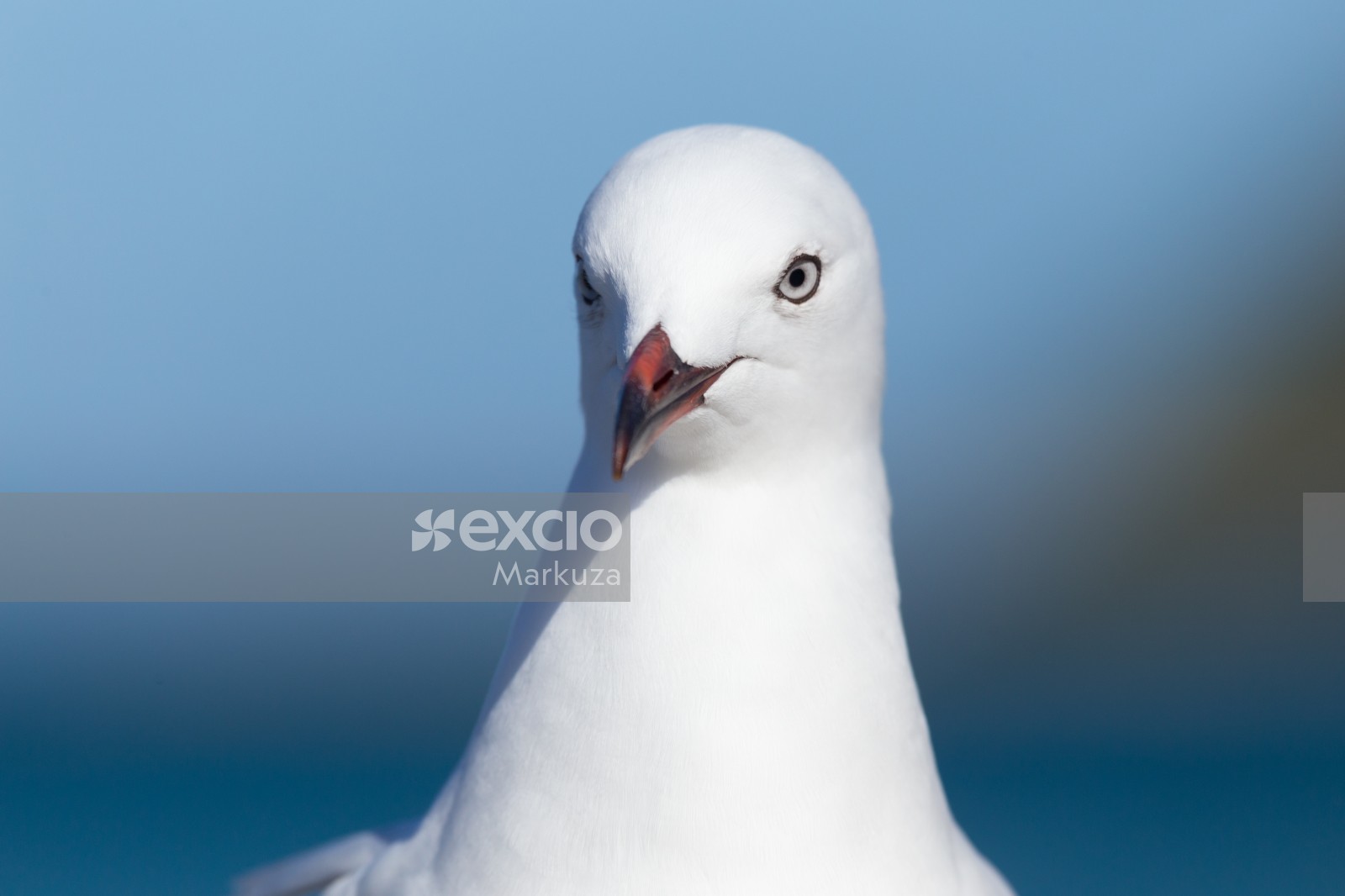 Seagull close-up bokeh