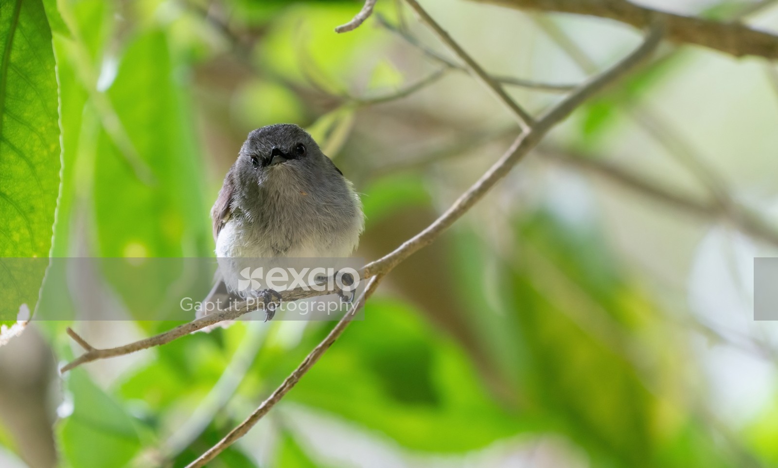 Riroriro IV - Grey Warbler