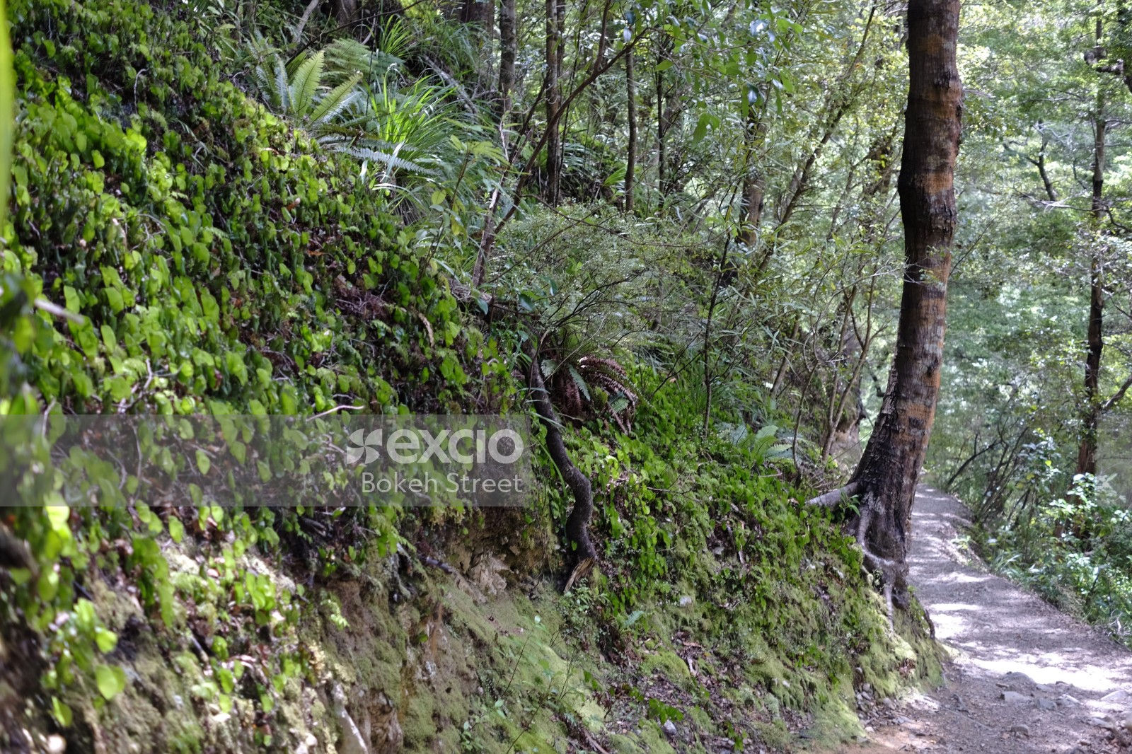 Foliage and a trail near Wainuiomata