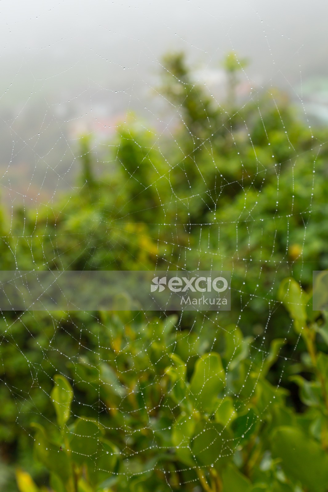 Wet spiderweb and raindrops