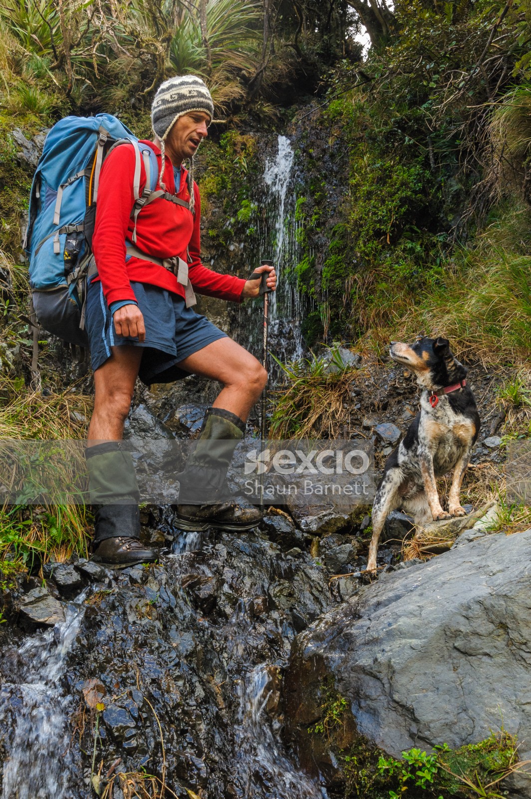 Tramper and dog, Remutaka Range