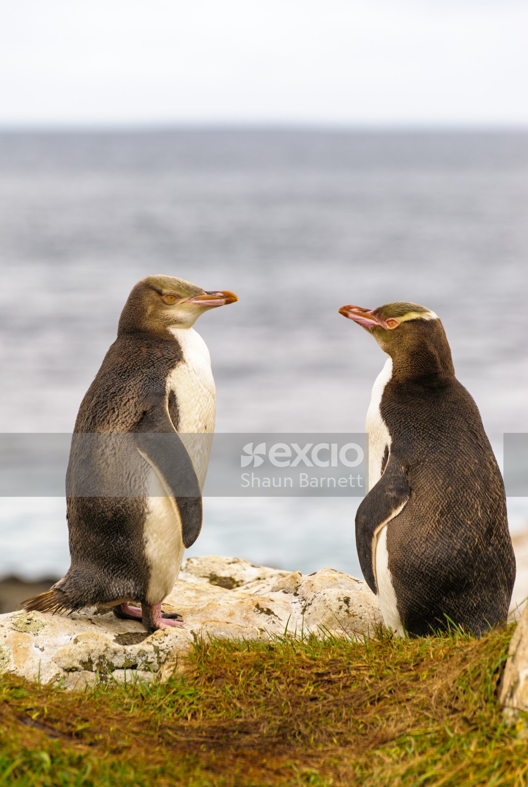 Yellow eyed penguins, Enderby Is