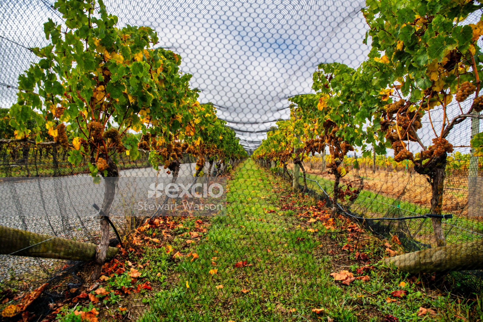 Vineyard netting