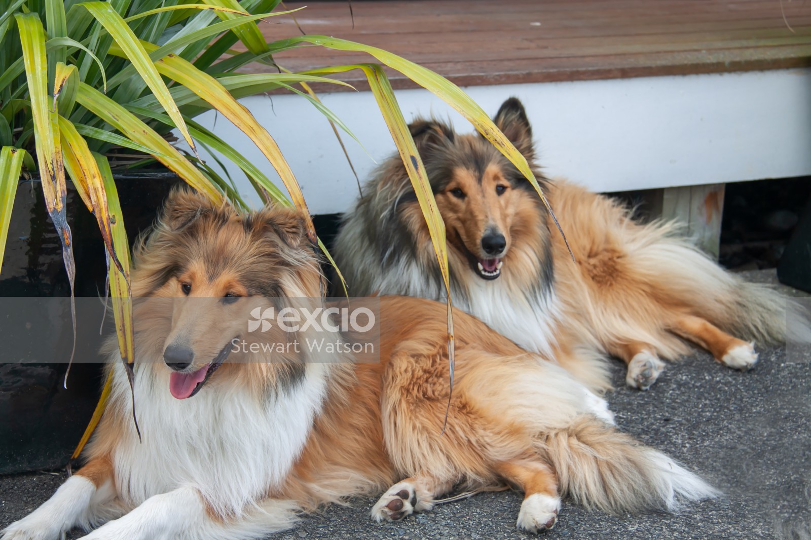 Collie sisters