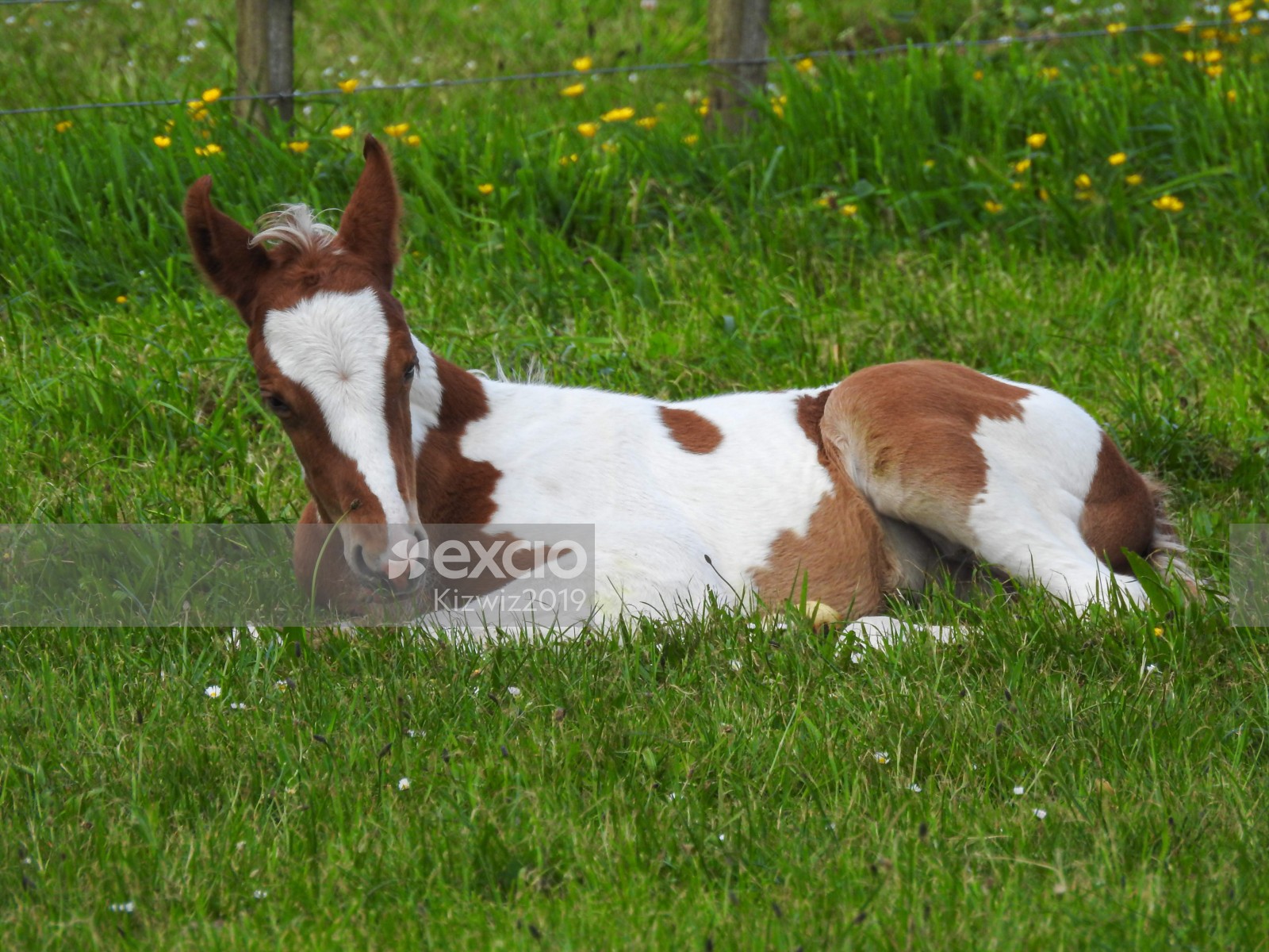 Foal laying down one