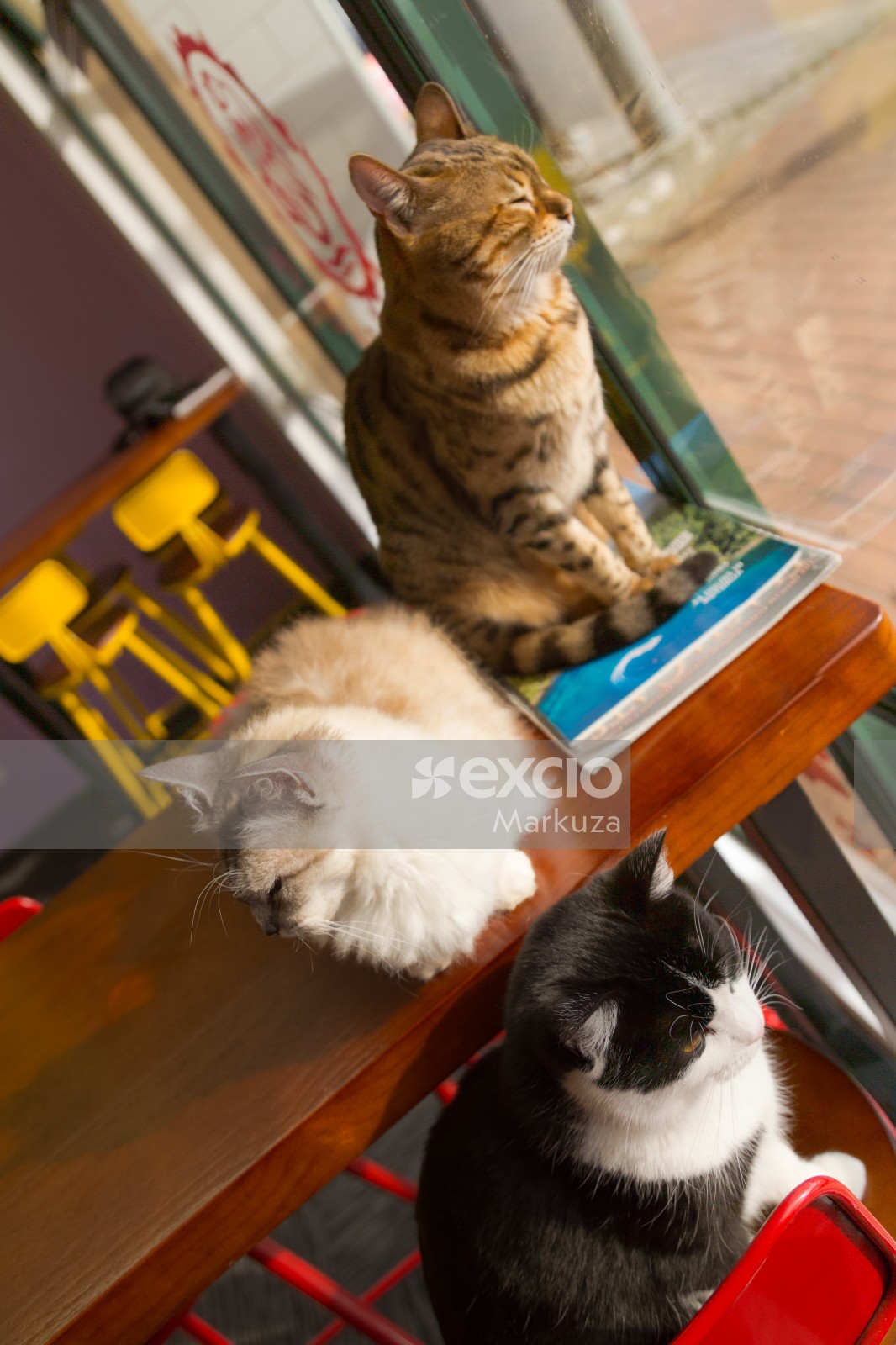 Cats on a table