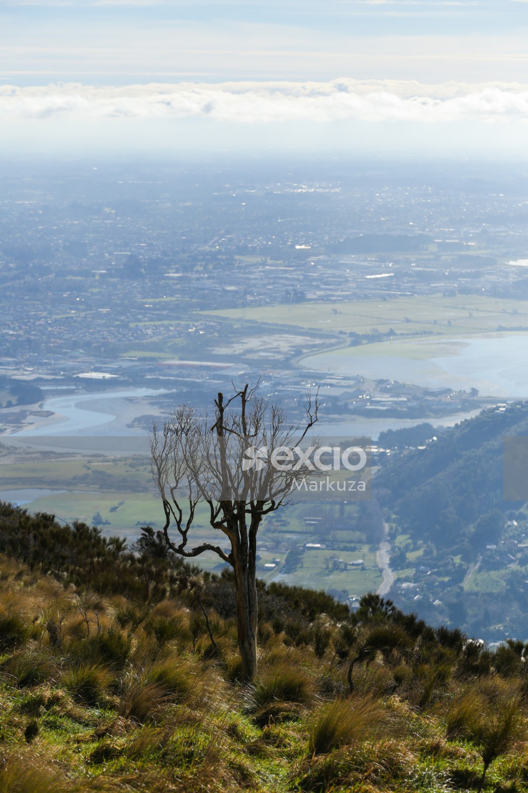 Dry tree overlooking Christchurch
