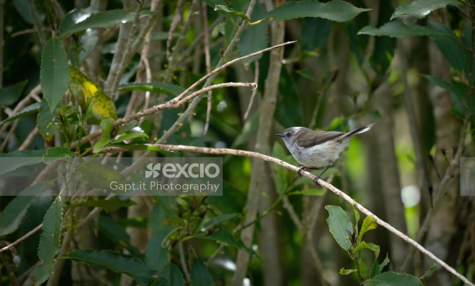 Grey Warbler - Riroriro
