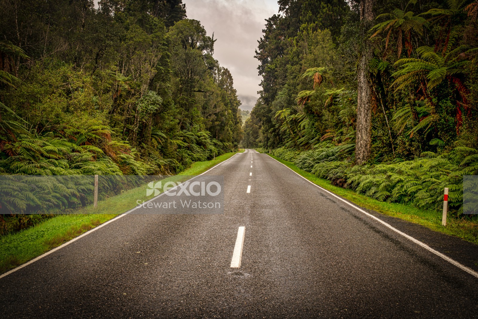 Highway through the rain forest