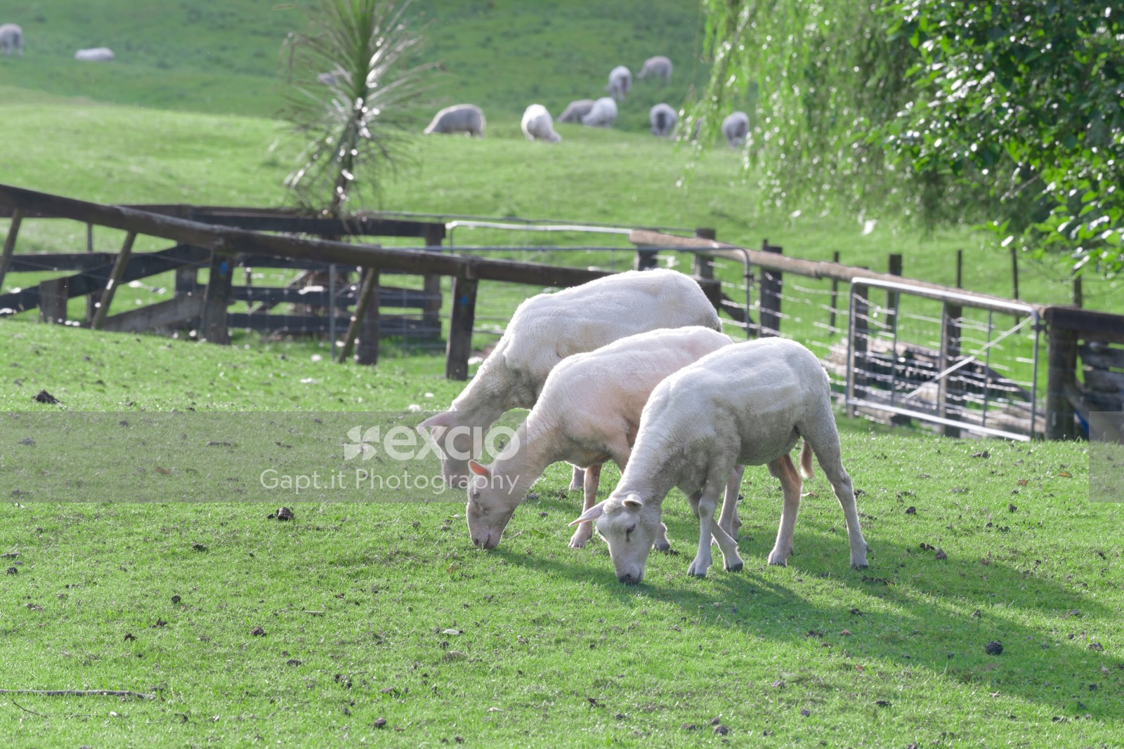 Shorn trio of sheep 