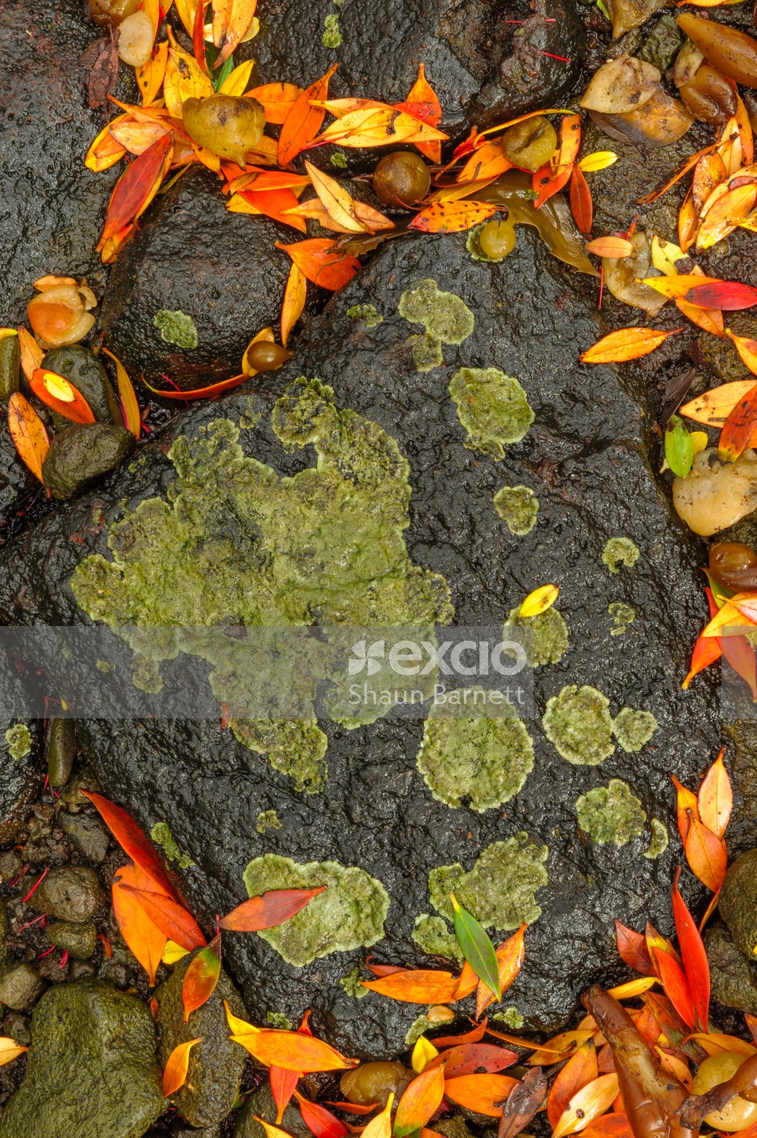 Rata leaves, rock, Ranui Cove