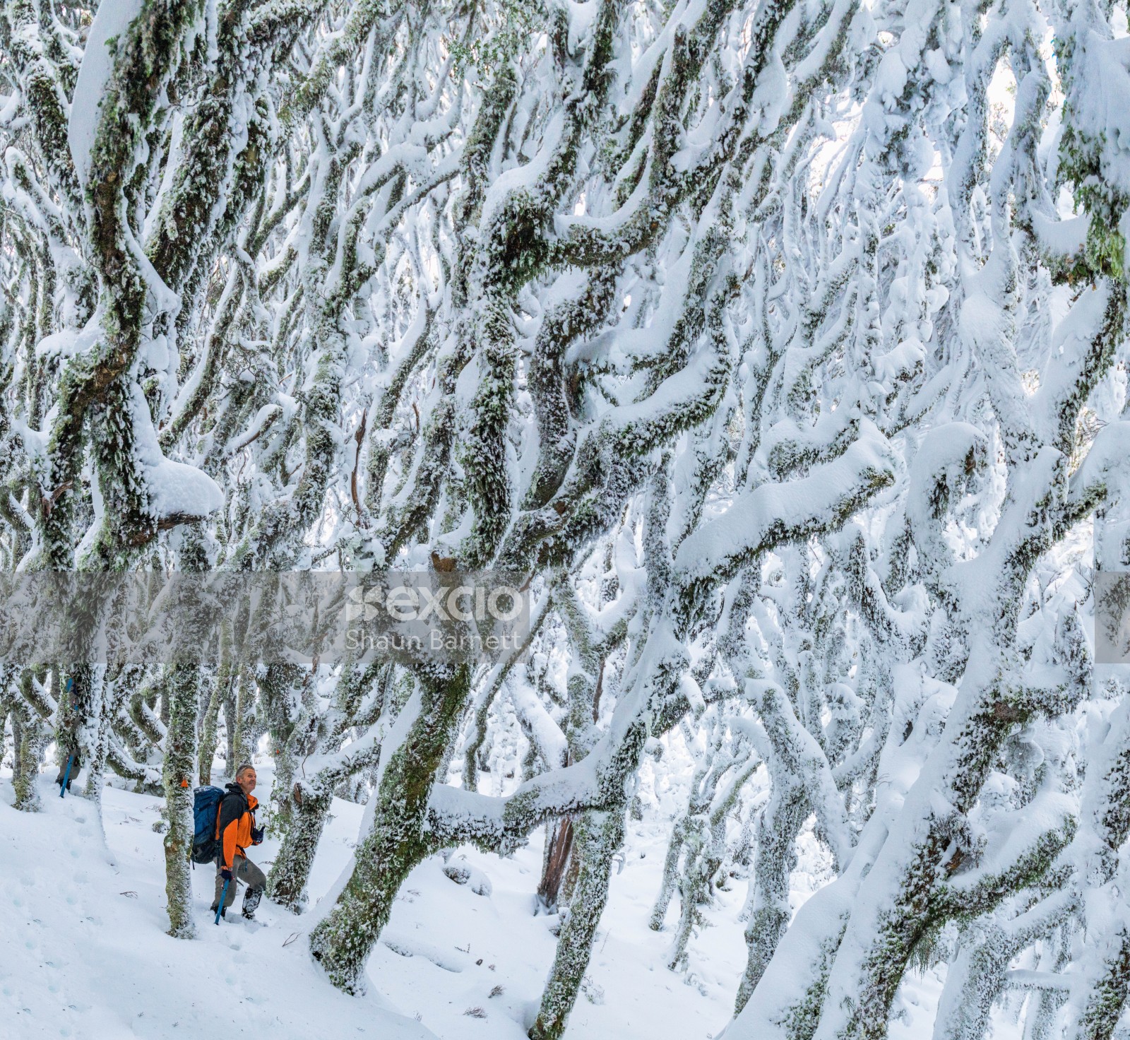 Tramper in snowy forest