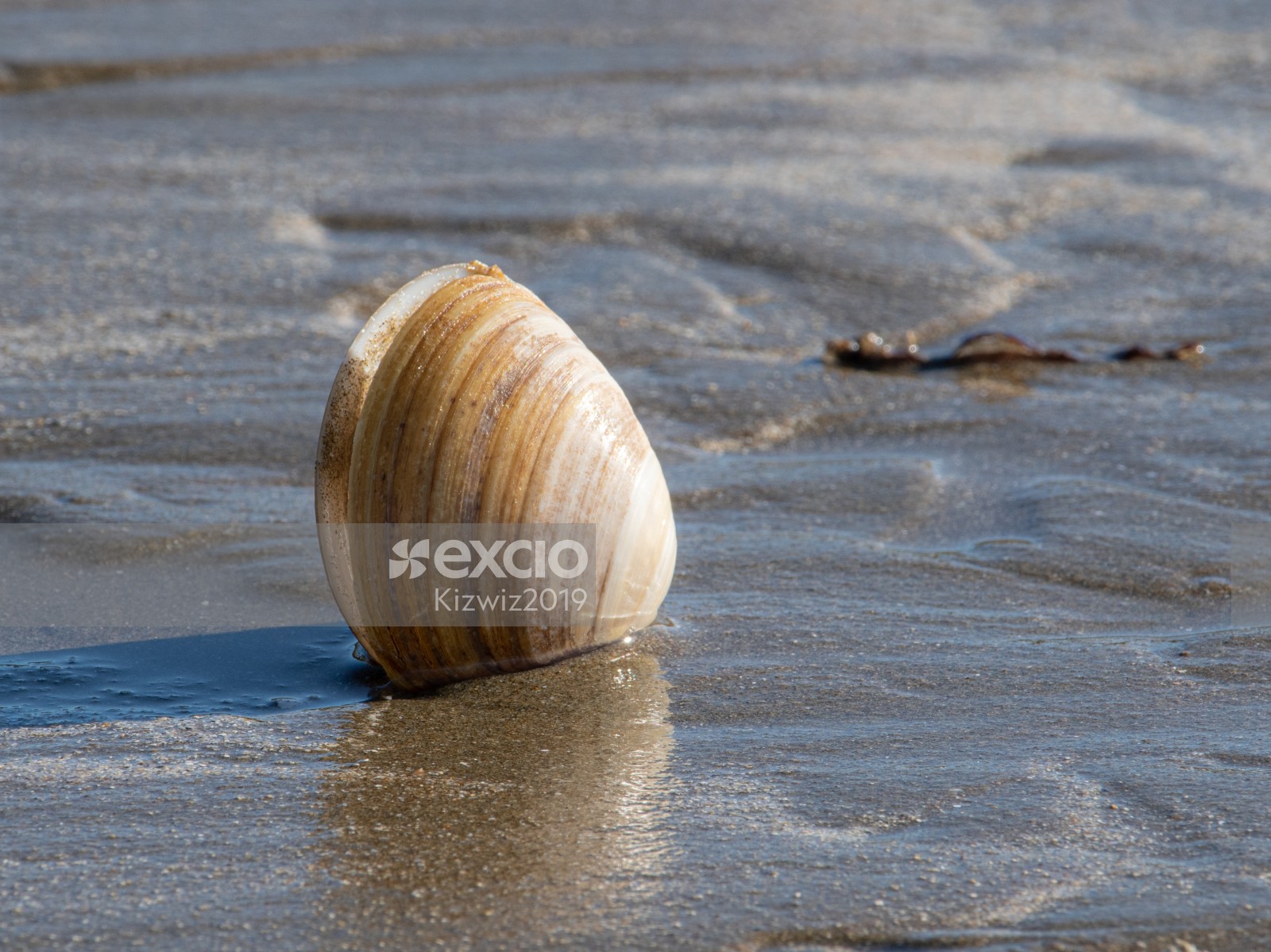 Sea shell close up