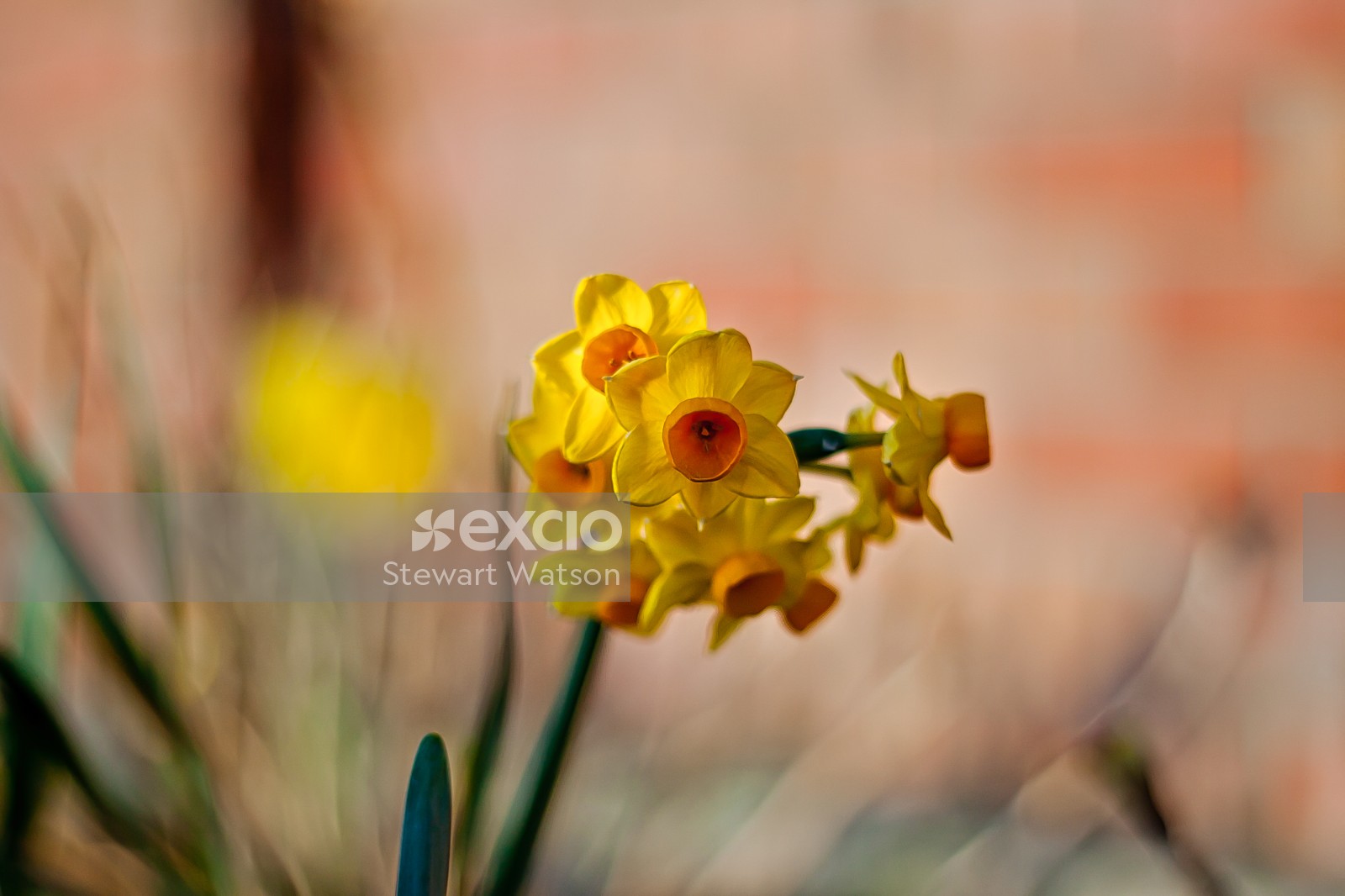 Tiny daffodil