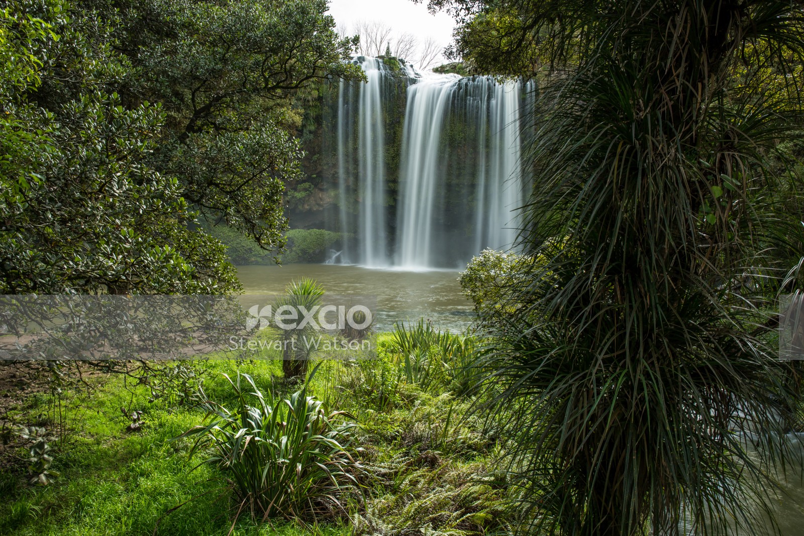 Whangarei falls foliage