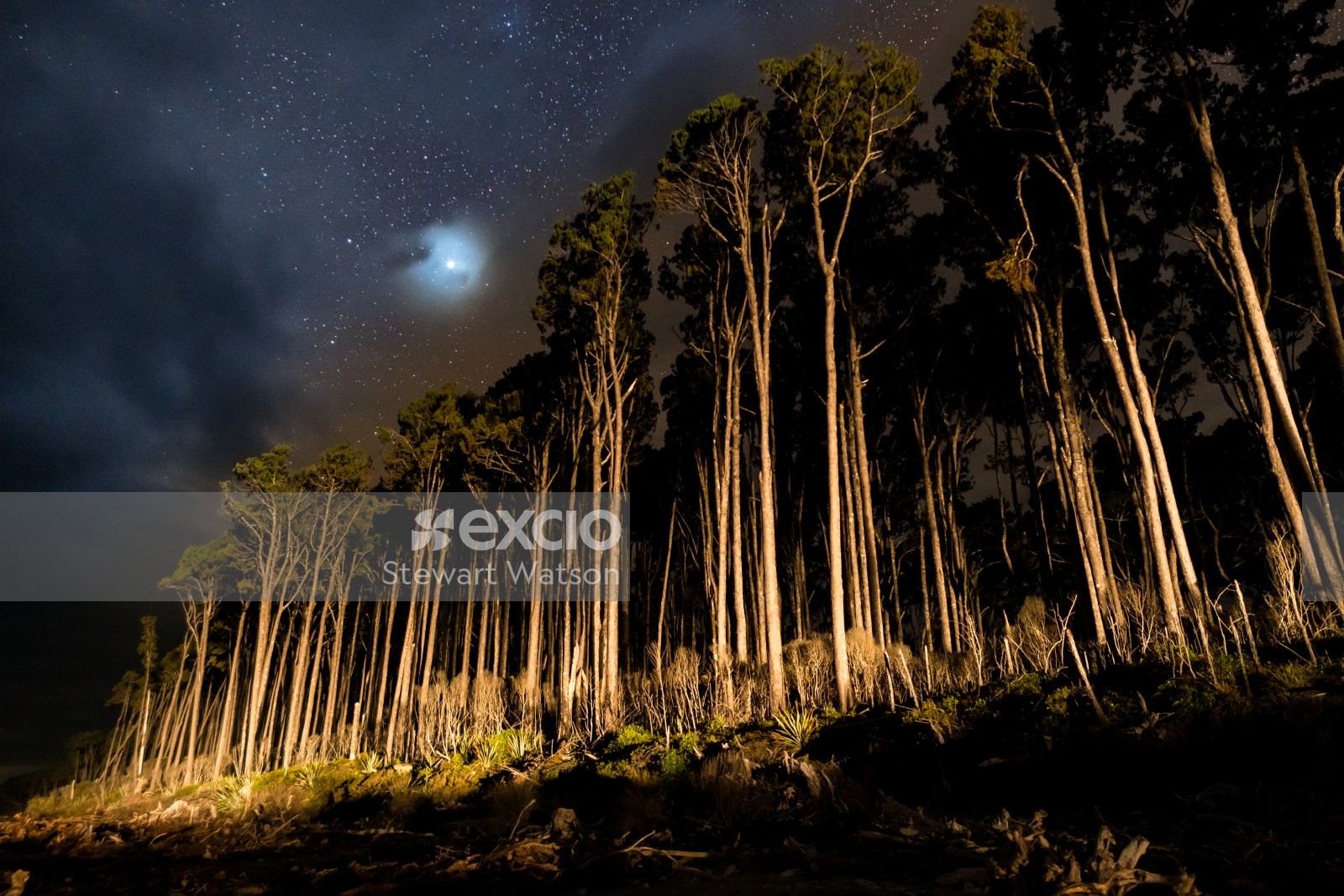 Rimu forest under torchlight