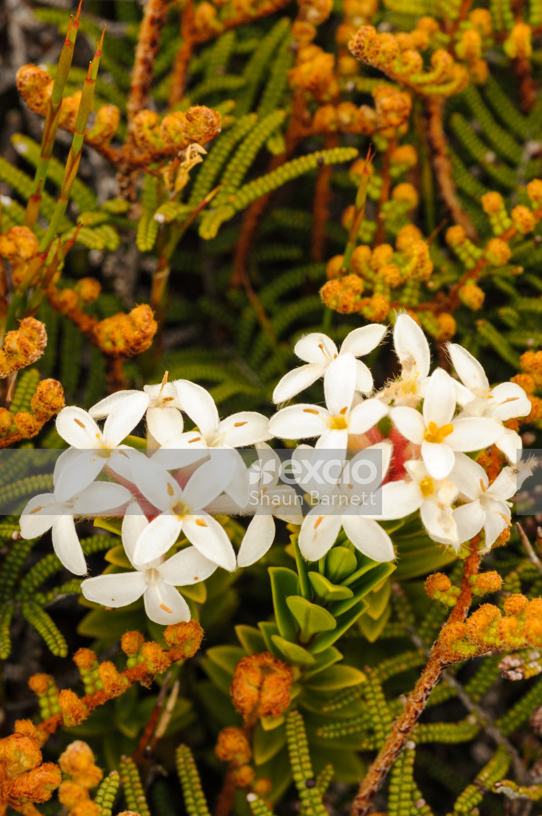 Alpine flowers, Tongariro 