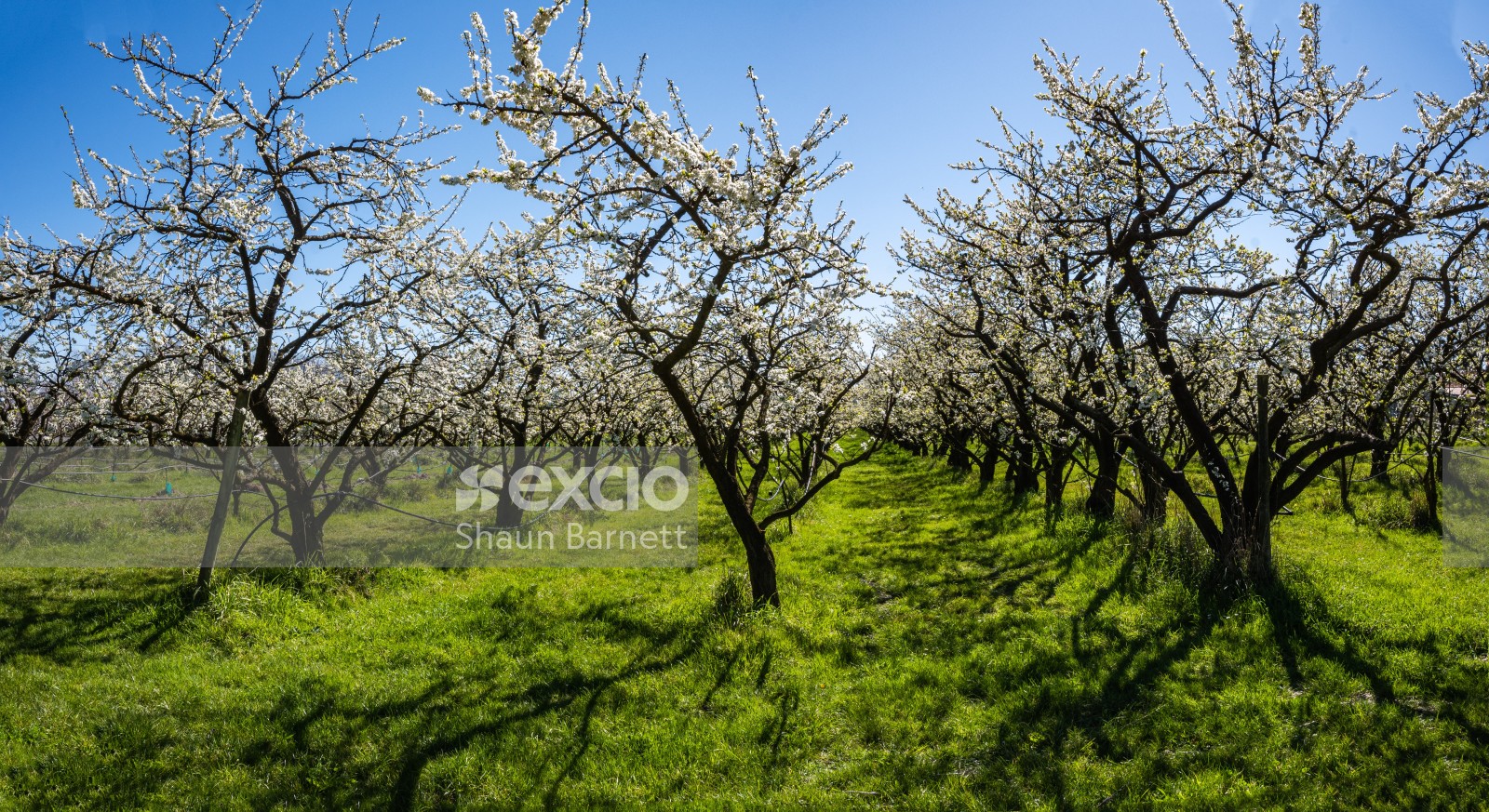 Orchard, Havelock North