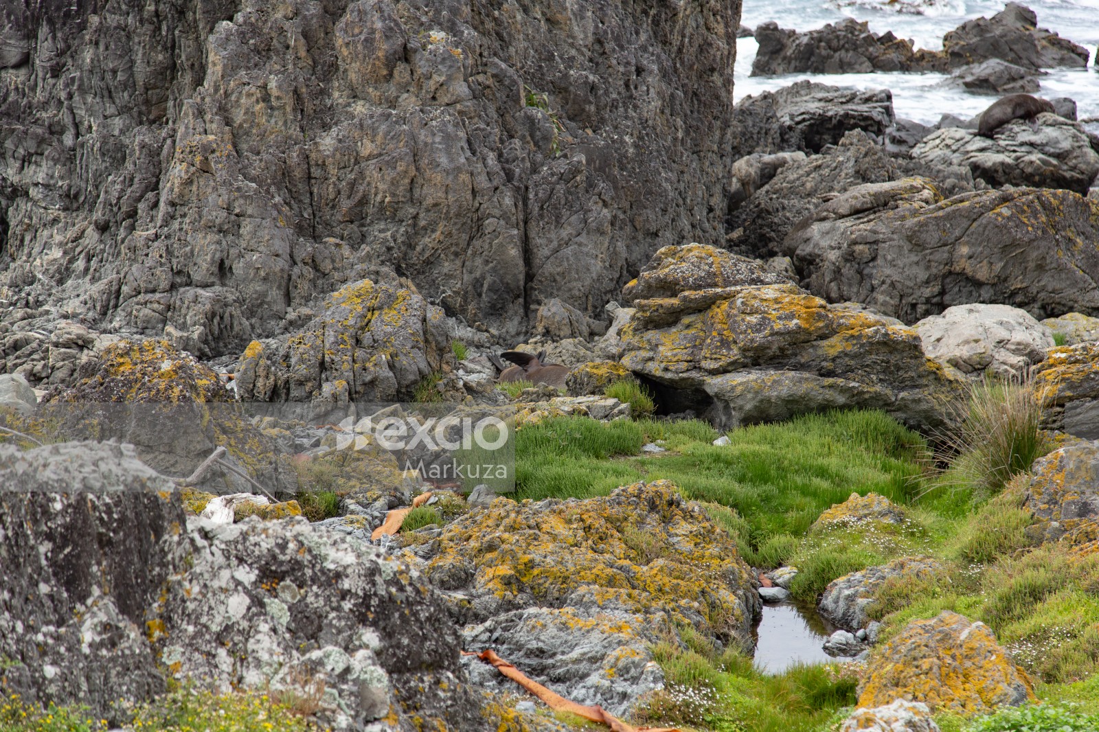 Seal hiding in the rocks