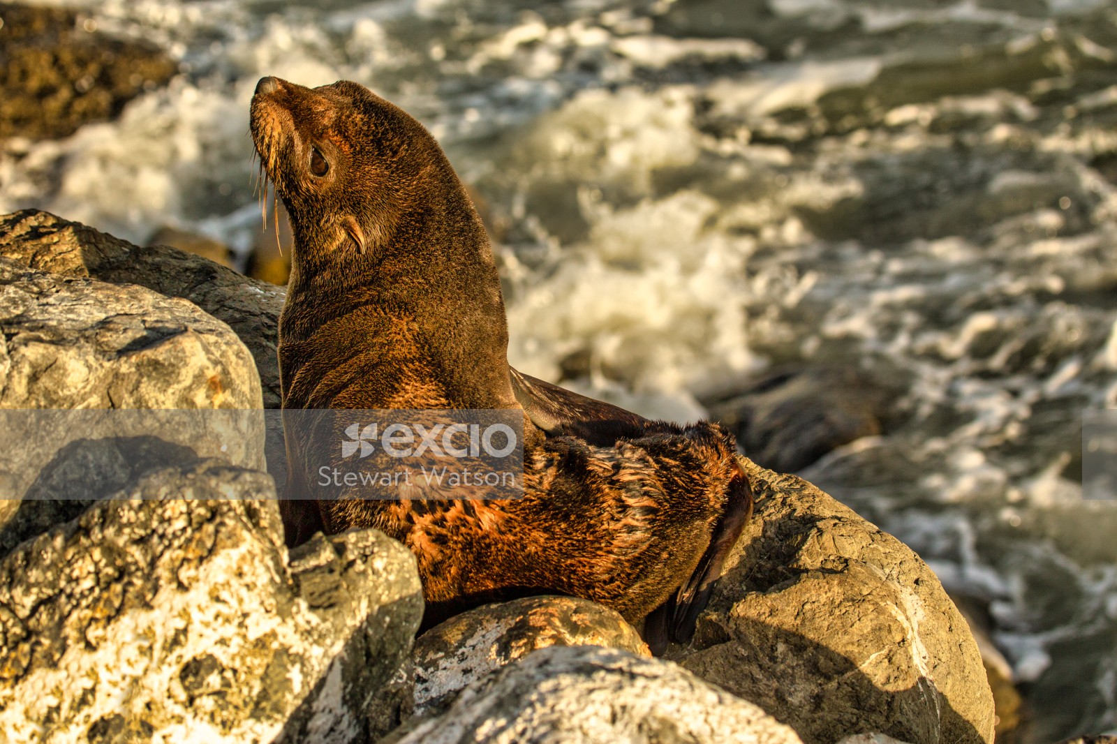 Baby fur seal on the rocks