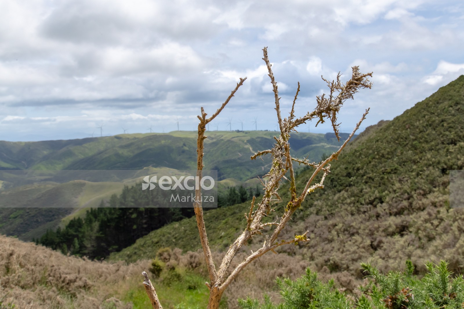 Spiky branch on a hill