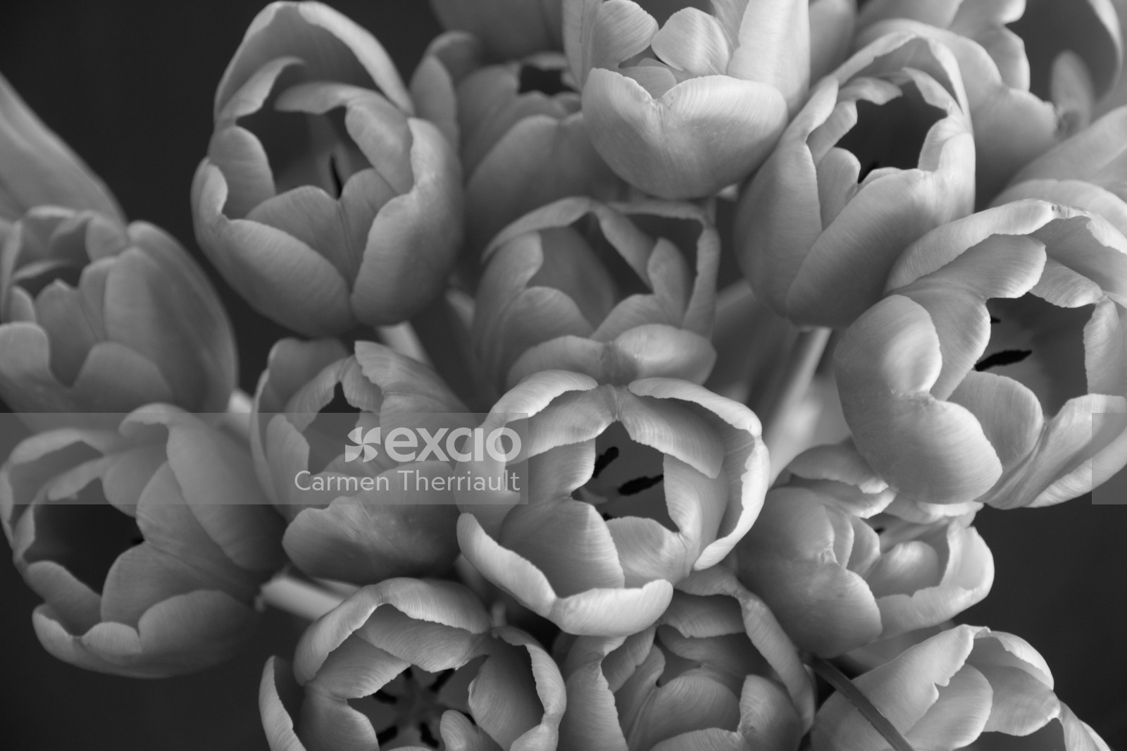 Tulips in Black and White
