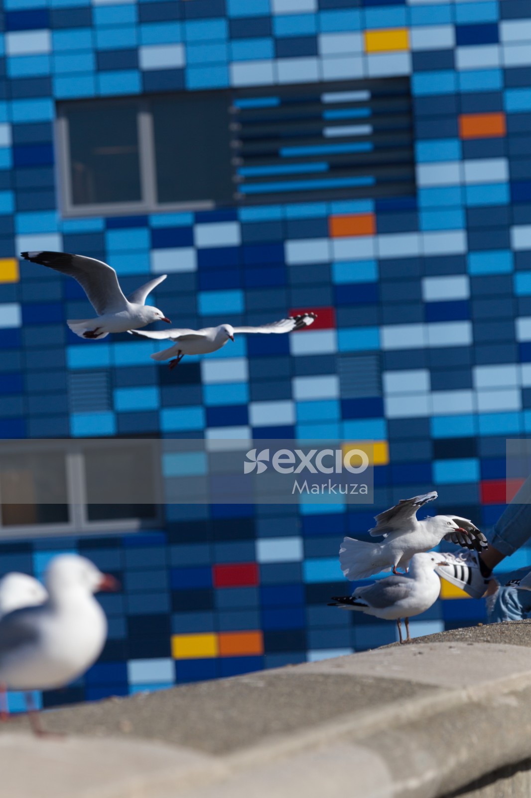 Seagulls landing on wall