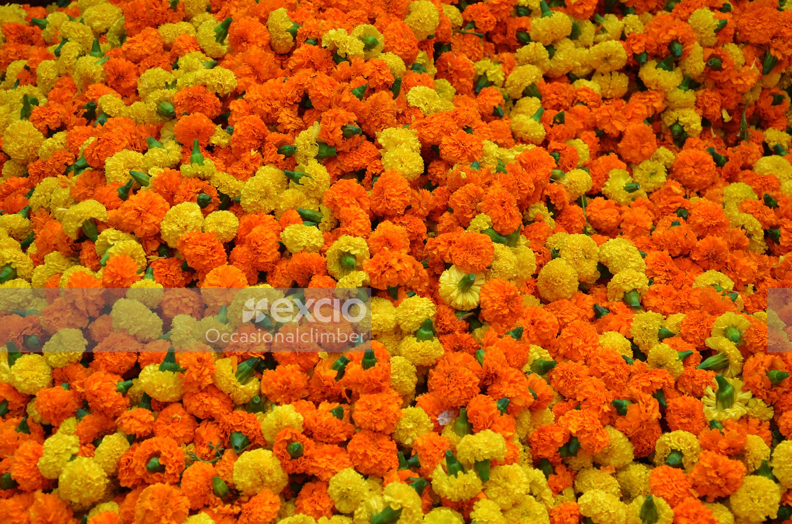 Mallick Ghat flower market, Kolkata