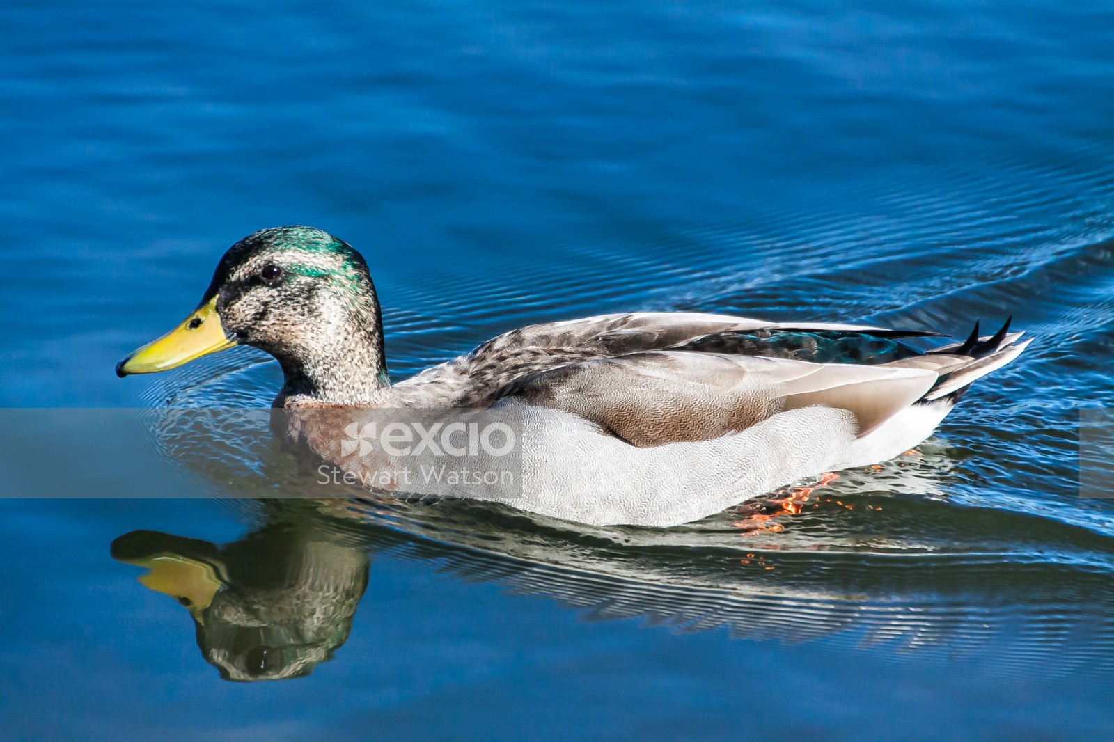 Duck  swimming 
