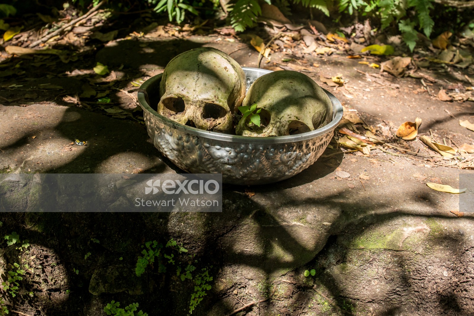 Skulls in a bowl